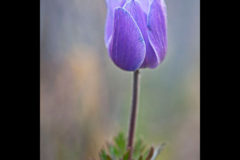 Blume, Fotograf, Foto, Kreta, Anemone