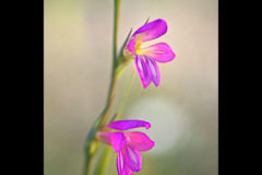 Blumen Orchideen Kreta Fotograf St.Gallen