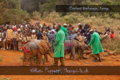 Fotograf, Tiere, Elefanten, Kenia, Fotos