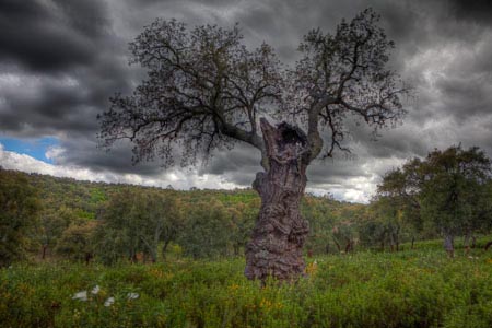 Spanien Extrematur Korkeiche HDR Reto Puppetti Fotograf, Kunst-Fotograf, Tier-Fotograf, Fantasy, Fineart, Fineart-Fotograf, Sport-Fotograf St. Gallen, St.Gallen