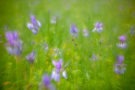 Schwertlilie Bodensee Fotograf, Kunst-Fotograf, Tier-Fotograf, Fantasy, Fineart, Fineart-Fotograf, Sport-Fotograf St. Gallen, St.Gallen