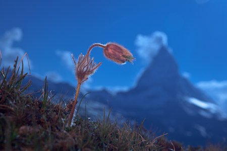 Fotograf, Kunst-Fotograf, Tier-Fotograf, Fantasy, Fineart, Fineart-Fotograf, Sport-Fotograf St. Gallen, St.Gallen