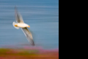seagull abstract Fotograf, Kunst-Fotograf, Tier-Fotograf, Fantasy, Fineart, Fineart-Fotograf, Sport-Fotograf St. Gallen, St.Gallen