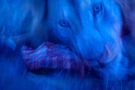 Fotograf, Kunst-Fotograf, Tier-Fotograf, Fantasy, Fineart, Fineart-Fotograf, Sport-Fotograf St. Gallen, St.Gallen