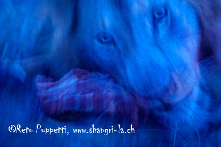 Dawn Kill, Löwe, Lion, World Nature photographer Competiton winner, Naturfotograf, Tierfotograf, abstrakt, Kunst, fineart, Kunstfotograf, von Fotograf in St.Gallen