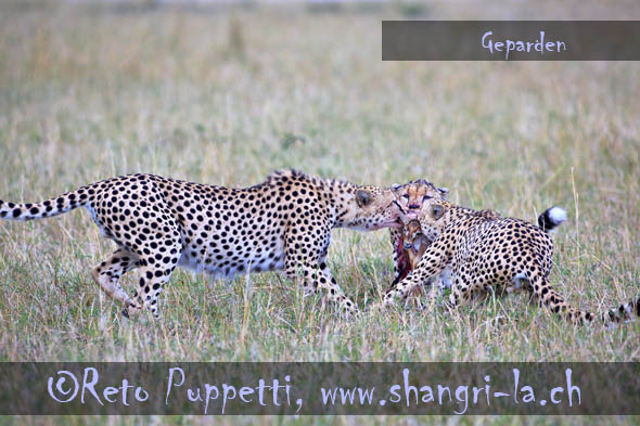 Geparden in Kenia, Tierfotos, Tierfotograf, animal photographer, made by Fotograf in St.Gallen