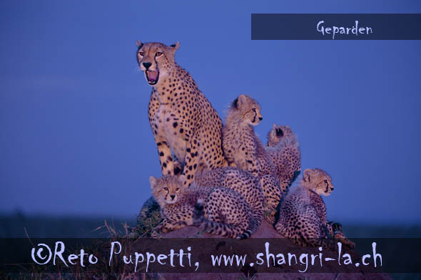 Mama Afrika, Geparden in Kenia, Tierfotos, Tierfotograf, animal photographer, made by Fotograf in St.Gallen