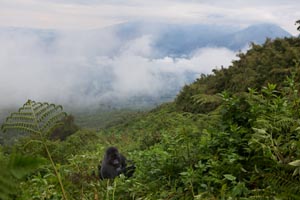 gorilla in the mist mini Fotograf, Kunst-Fotograf, Tier-Fotograf, Fantasy, Fineart, Fineart-Fotograf, Sport-Fotograf St. Gallen, St.Gallen