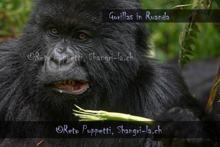 Gorillas in Ruanda, Familie Umubano, Reto Puppetti