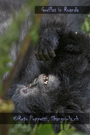 Gorillas in Ruanda, Familie Umubano, Reto Puppetti