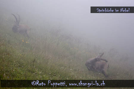 Steinböcke im Nebel 1 Fotograf Reto Puppetti St.Gallen