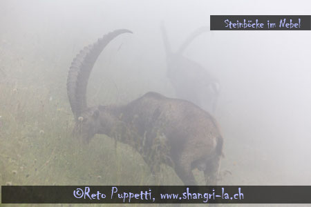 Steinböcke im Nebel 2 Fotograf Reto Puppetti St.Gallen