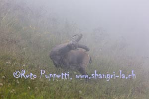 Fotograf, Kunst-Fotograf, Tier-Fotograf, Fantasy, Fineart, Fineart-Fotograf, Sport-Fotograf St. Gallen, St.Gallen