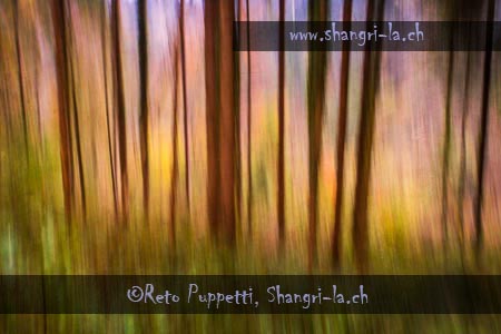 herbstwald foto von Reto Puppett Fotografi St.Gallen Fotograf, Kunst-Fotograf, Tier-Fotograf, Fantasy, Fineart, Fineart-Fotograf, Sport-Fotograf St. Gallen, St.Gallen