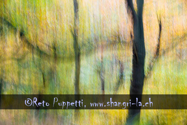 Forest I Fotograf, Kunst-Fotograf, Tier-Fotograf, Fantasy, Fineart, Fineart-Fotograf, Sport-Fotograf St. Gallen, St.Gallen
