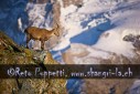 Fotograf, Kunst-Fotograf, Tier-Fotograf, Fantasy, Fineart, Fineart-Fotograf, Sport-Fotograf St. Gallen, St.Gallen