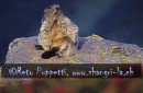 Fotograf, Kunst-Fotograf, Tier-Fotograf, Fantasy, Fineart, Fineart-Fotograf, Sport-Fotograf St. Gallen, St.Gallen