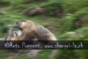 Fotograf, Kunst-Fotograf, Tier-Fotograf, Fantasy, Fineart, Fineart-Fotograf, Sport-Fotograf St. Gallen, St.Gallen