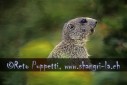 Fotograf, Kunst-Fotograf, Tier-Fotograf, Fantasy, Fineart, Fineart-Fotograf, Sport-Fotograf St. Gallen, St.Gallen