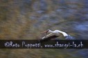 Fotograf, Kunst-Fotograf, Tier-Fotograf, Fantasy, Fineart, Fineart-Fotograf, Sport-Fotograf St. Gallen, St.Gallen