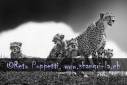 Fotograf, Kunst-Fotograf, Tier-Fotograf, Fantasy, Fineart, Fineart-Fotograf, Sport-Fotograf St. Gallen, St.Gallen