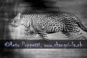Fotograf, Kunst-Fotograf, Tier-Fotograf, Fantasy, Fineart, Fineart-Fotograf, Sport-Fotograf St. Gallen, St.Gallen