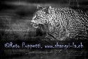 Fotograf, Kunst-Fotograf, Tier-Fotograf, Fantasy, Fineart, Fineart-Fotograf, Sport-Fotograf St. Gallen, St.Gallen