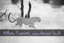 Fotograf, Kunst-Fotograf, Tier-Fotograf, Fantasy, Fineart, Fineart-Fotograf, Sport-Fotograf St. Gallen, St.Gallen