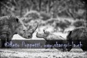 Fotograf, Kunst-Fotograf, Tier-Fotograf, Fantasy, Fineart, Fineart-Fotograf, Sport-Fotograf St. Gallen, St.Gallen
