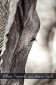 Fotograf, Kunst-Fotograf, Tier-Fotograf, Fantasy, Fineart, Fineart-Fotograf, Sport-Fotograf St. Gallen, St.Gallen