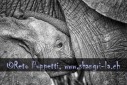 Fotograf, Kunst-Fotograf, Tier-Fotograf, Fantasy, Fineart, Fineart-Fotograf, Sport-Fotograf St. Gallen, St.Gallen