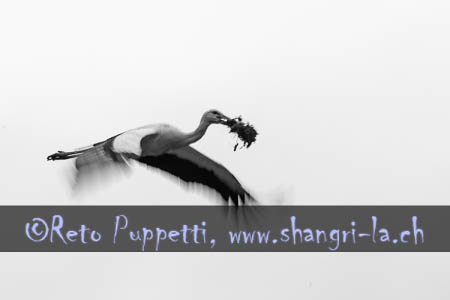 Flug des Storchs II schwarz weiss von Reto Puppetti