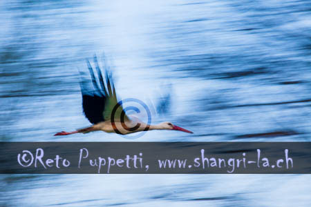Flug des Storchs III von Reto Puppetti