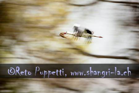Flug des Storchs I Reto Puppetti