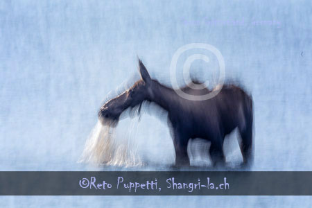 Fotograf, Kunst-Fotograf, Tier-Fotograf, Fantasy, Fineart, Fineart-Fotograf, Sport-Fotograf St. Gallen, St.Gallen