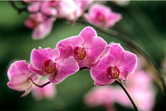 orchids Reto Puppetti mini Fotograf, Kunst-Fotograf, Tier-Fotograf, Fantasy, Fineart, Fineart-Fotograf, Sport-Fotograf St. Gallen, St.Gallen