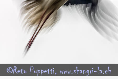 fliegender Storch, flying stork, Kunstfotografie, art photography, animal photographer, Tierfotograf, Naturfotograf, nature photographer, made by Fotograf in St.Gallen