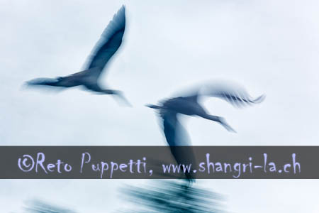 Flug Storch abstrakt Storchenflug by Reto Puppetti 01