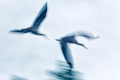 Flug Storch abstrakt mini Storchenflug by Reto Puppetti 02 Fotograf, Kunst-Fotograf, Tier-Fotograf, Fantasy, Fineart, Fineart-Fotograf, Sport-Fotograf St. Gallen, St.Gallen