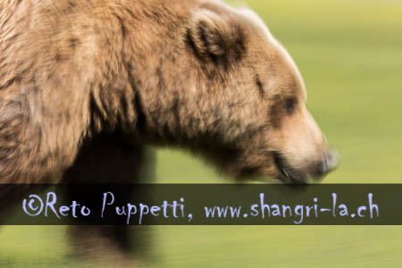Alaska Bären Fotos Reto Puppetti