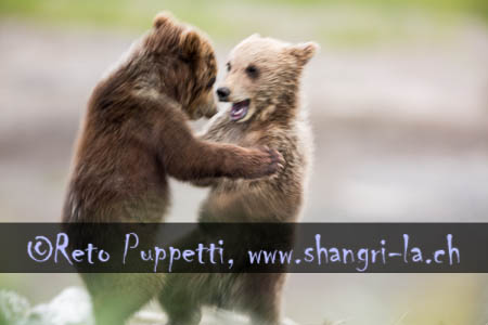 Alaska Bären Fotos Reto Puppetti