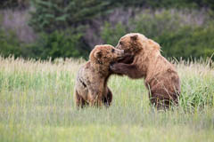 Alaska Bären Fotos Reto Puppetti Fotograf, Kunst-Fotograf, Tier-Fotograf, Fantasy, Fineart, Fineart-Fotograf, Sport-Fotograf St. Gallen, St.Gallen