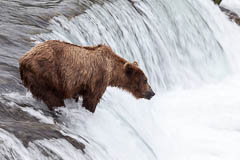 Grizzly Alaska Brooks Fallls by Reto Puppetti slow mini Fotograf, Kunst-Fotograf, Tier-Fotograf, Fantasy, Fineart, Fineart-Fotograf, Sport-Fotograf St. Gallen, St.Gallen