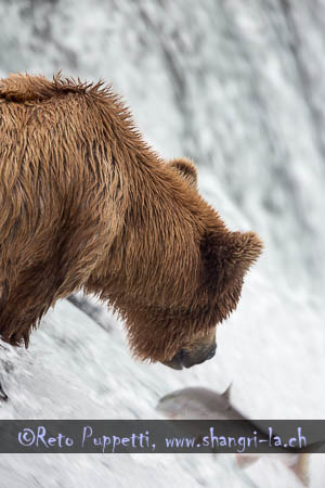 Grizzly Alaska Brooks Fallls by Reto Puppetti_003