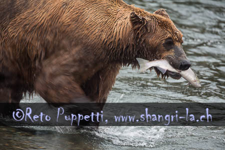 Grizzly Alaska Brooks Fallls by Reto Puppetti_004