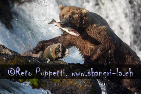Grizzly Alaska Brooks Fallls by Reto Puppetti_007
