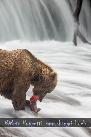 Grizzly Alaska Brooks Fallls by Reto Puppetti_012