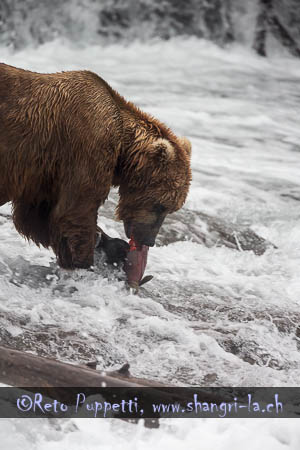 Grizzly Alaska Brooks Fallls by Reto Puppetti_013
