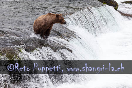 Grizzly Alaska Brooks Fallls by Reto Puppetti_017