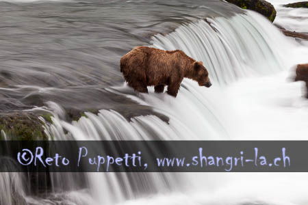 Grizzly Alaska Brooks Fallls by Reto Puppetti_018